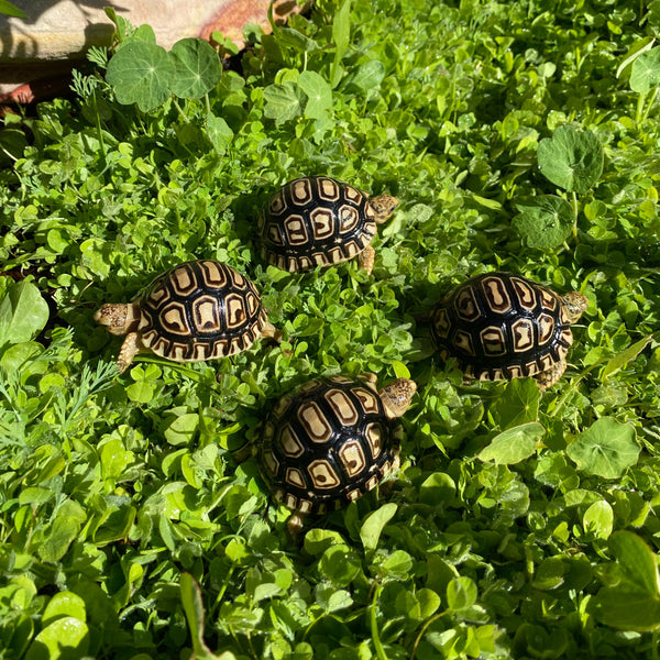 Leopard Tortoise (Pardalis Babcocki)