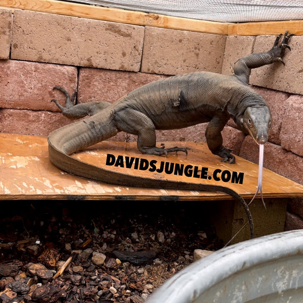 Black Dragon Adult Male Asian Water Monitor