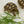 Load image into Gallery viewer, Fast Growing Grass Seeds (Red Wheatgrass) - David's Jungle