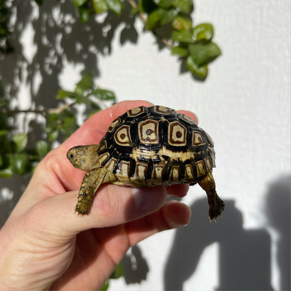 Split/ Mis-Scute Leopard Tortoise