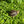Load image into Gallery viewer, Leopard Tortoise (Pardalis Babcocki)