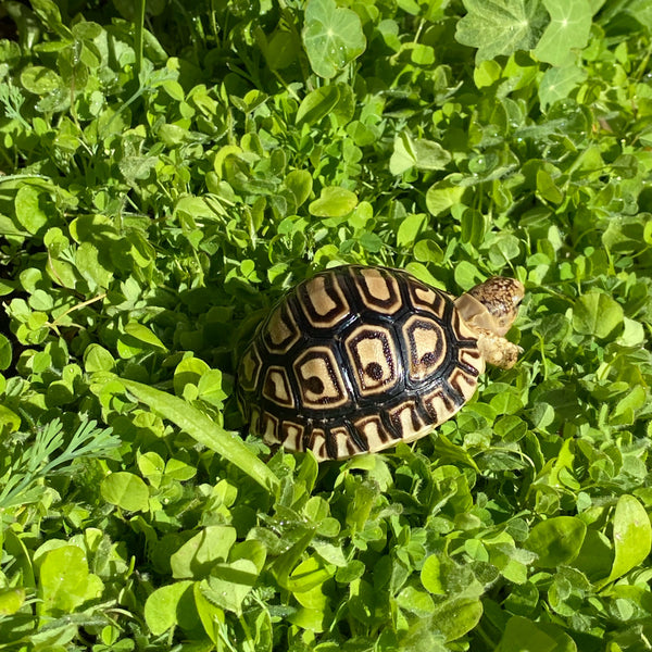 Leopard Tortoise (Pardalis Babcocki)