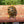 Load image into Gallery viewer, Burmese Star Tortoises