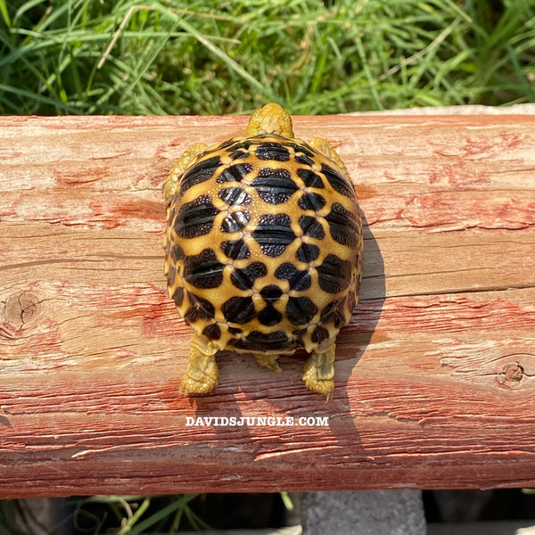 Burmese Star Tortoises