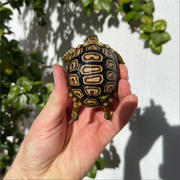 Split/ Mis-Scute Leopard Tortoise