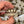 Load image into Gallery viewer, Hatch-A-Tortoise (Sulcata) 2025