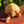 Load image into Gallery viewer, Ivory Sulcata Tortoise