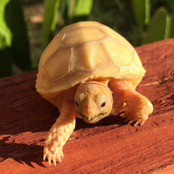 Ivory Sulcata Tortoise