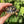 Load image into Gallery viewer, Baby Leopard Tortoise - David's Jungle