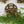 Load image into Gallery viewer, Fast Growing Grass Seeds (Red Wheatgrass) - David's Jungle
