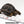 Load image into Gallery viewer, Aldabra Tortoise