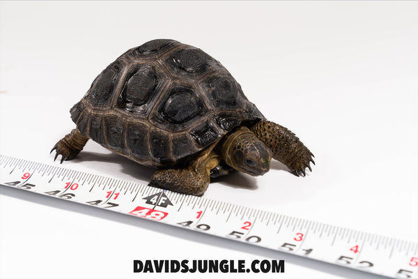 Aldabra Tortoise
