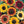 Load image into Gallery viewer, Sunflower Seeds Autumn Beauty