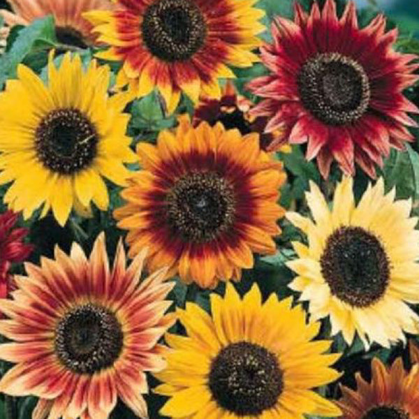 Sunflower Seeds Autumn Beauty