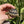 Load image into Gallery viewer, Baby Leopard Tortoise - David's Jungle