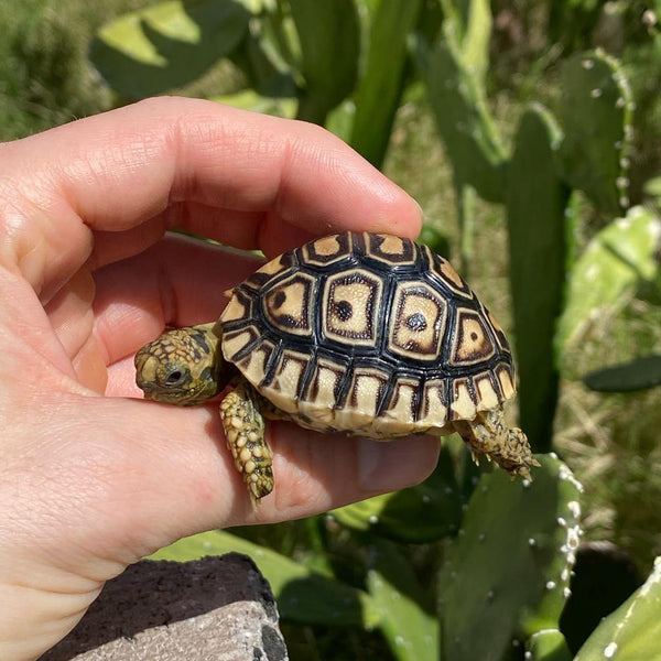 Baby Leopard Tortoise - David's Jungle