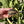 Load image into Gallery viewer, Split/ Mis-Scute Leopard Tortoise