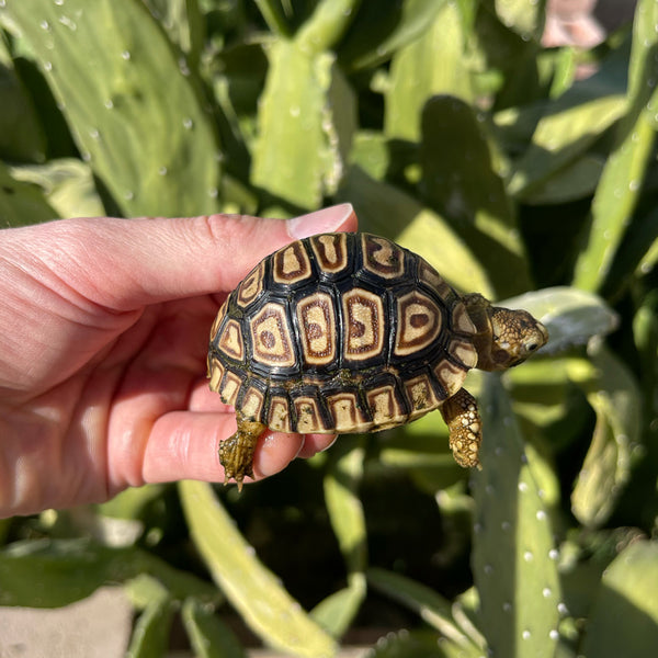 Split/ Mis-Scute Leopard Tortoise