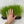 Load image into Gallery viewer, Fast Growing Grass Seeds (Red Wheatgrass) - David's Jungle