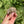 Load image into Gallery viewer, Split/ Mis-Scute Sulcata Tortoise