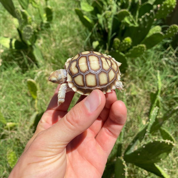 Split/ Mis-Scute Sulcata Tortoise