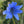 Load image into Gallery viewer, Chicory Wildflower Seeds 3g - David's Jungle