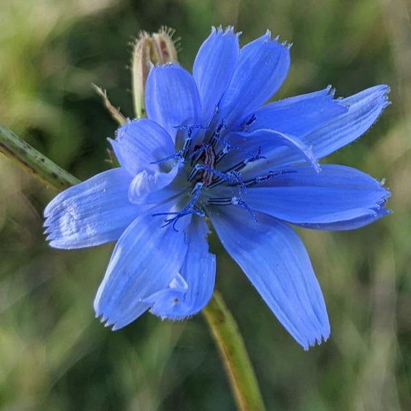 Chicory Wildflower Seeds 3g - David's Jungle