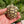 Load image into Gallery viewer, Split/ Mis-Scute Sulcata Tortoise