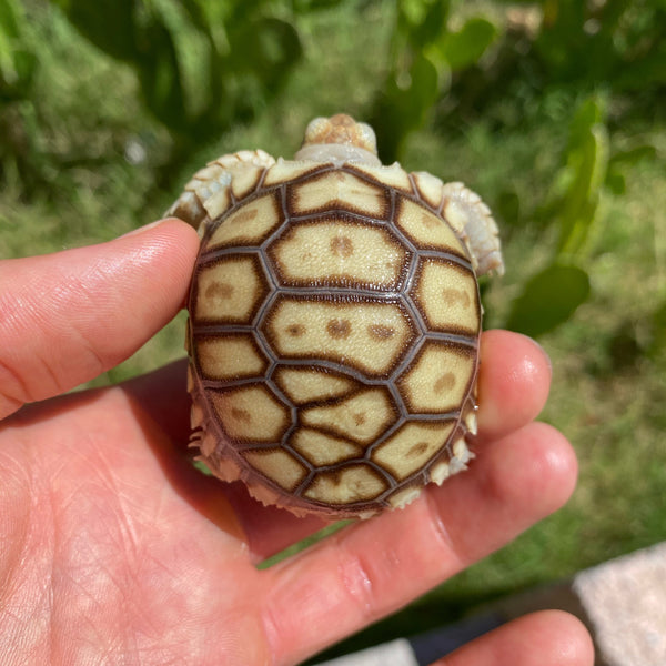Split/ Mis-Scute Sulcata Tortoise