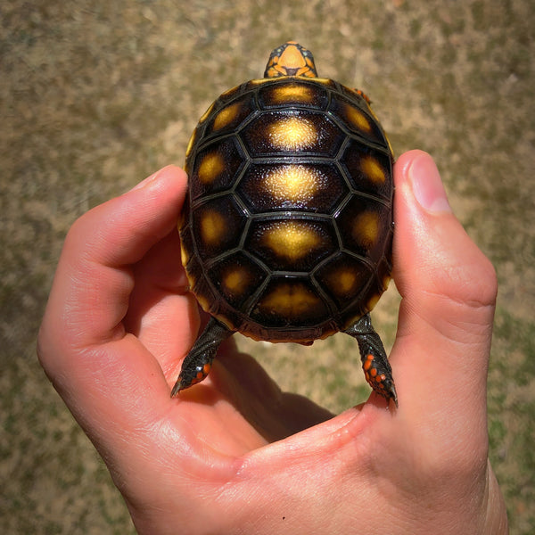Redfoot Tortoise