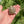 Load image into Gallery viewer, Split/ Mis-Scute Sulcata Tortoise
