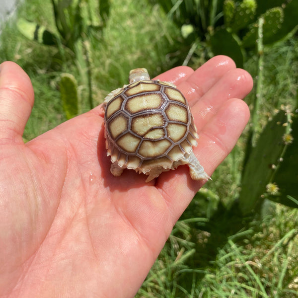 Split/ Mis-Scute Sulcata Tortoise