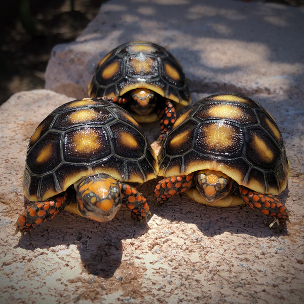 Redfoot Tortoise