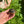 Load image into Gallery viewer, Leopard Tortoise (Pardalis Babcocki)