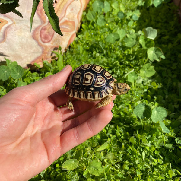 Leopard Tortoise (Pardalis Babcocki)