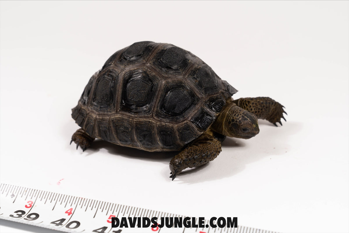 image_4a26ad1d-6ac0-4cd5-9376-