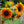 Load image into Gallery viewer, Sunflower Seeds Autumn Beauty