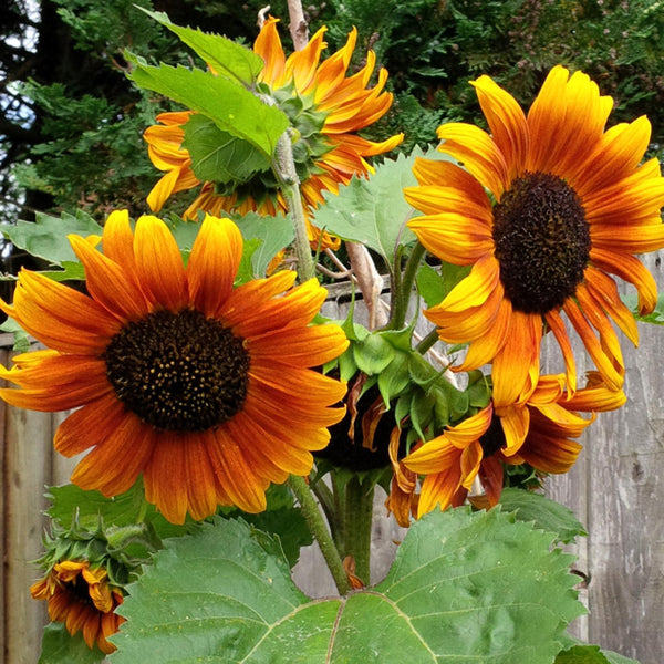 Sunflower Seeds Autumn Beauty