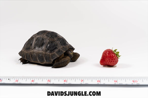 Aldabra Tortoise
