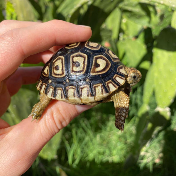 Baby Leopard Tortoise - David's Jungle