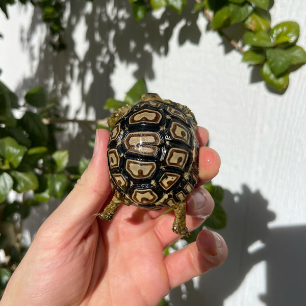Split/ Mis-Scute Leopard Tortoise