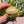 Load image into Gallery viewer, Ivory Sulcata Tortoise
