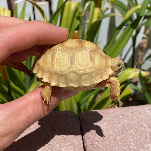 Ivory Sulcata Tortoise