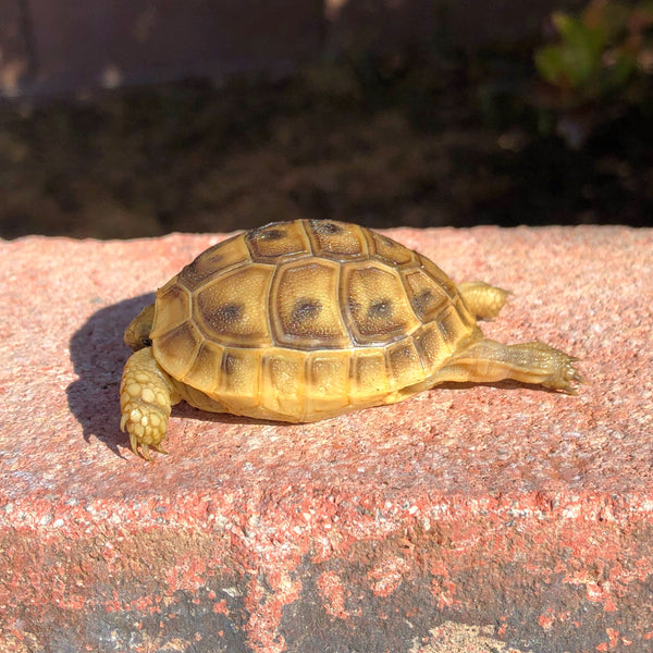 Golden Greek Tortoise