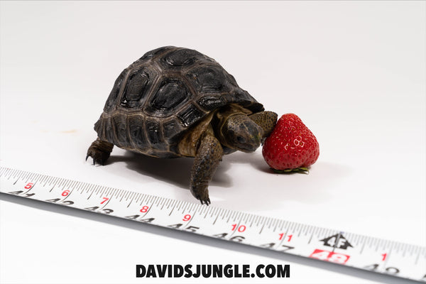 Aldabra Tortoise