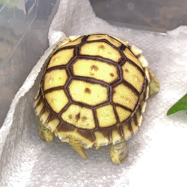 Split/ Mis-Scute Sulcata Tortoise
