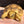Load image into Gallery viewer, Golden Greek Tortoise