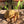 Load image into Gallery viewer, Ivory Sulcata Tortoise