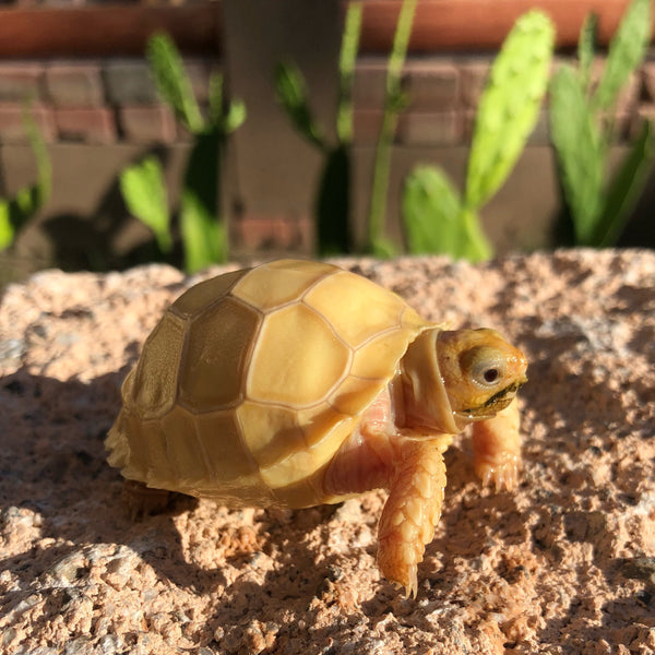 Ivory Sulcata Tortoise