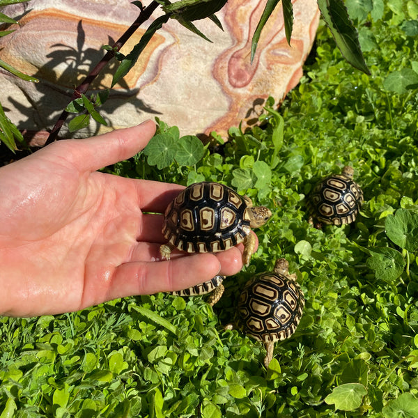 Leopard Tortoise (Pardalis Babcocki)